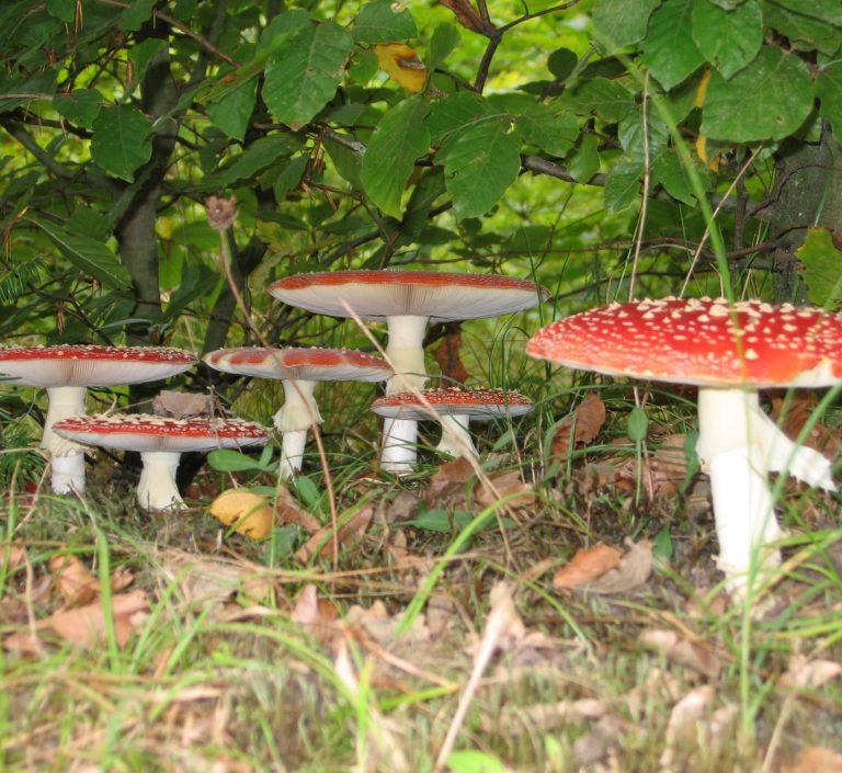 Fliegenpilze